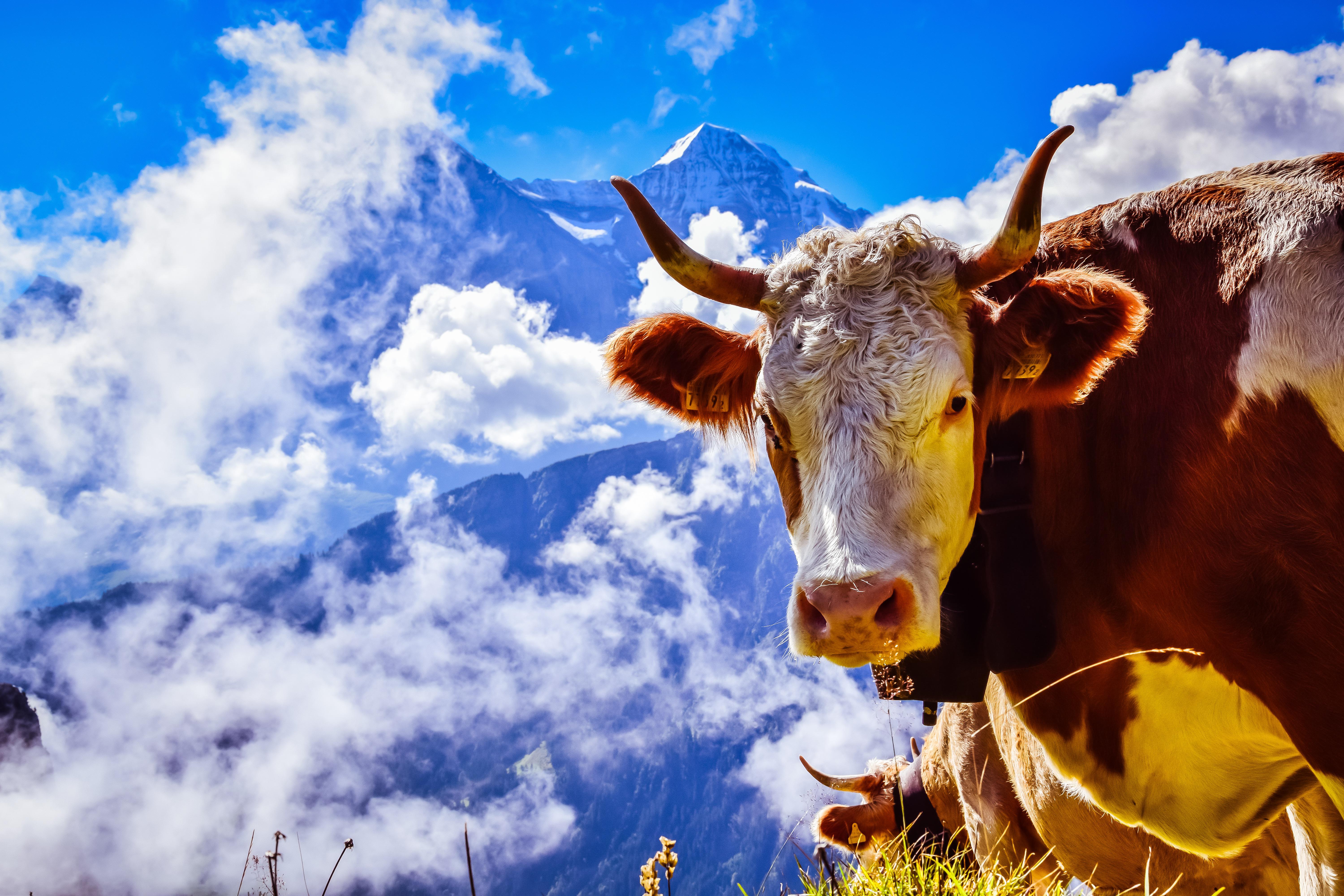 Swiss Alps