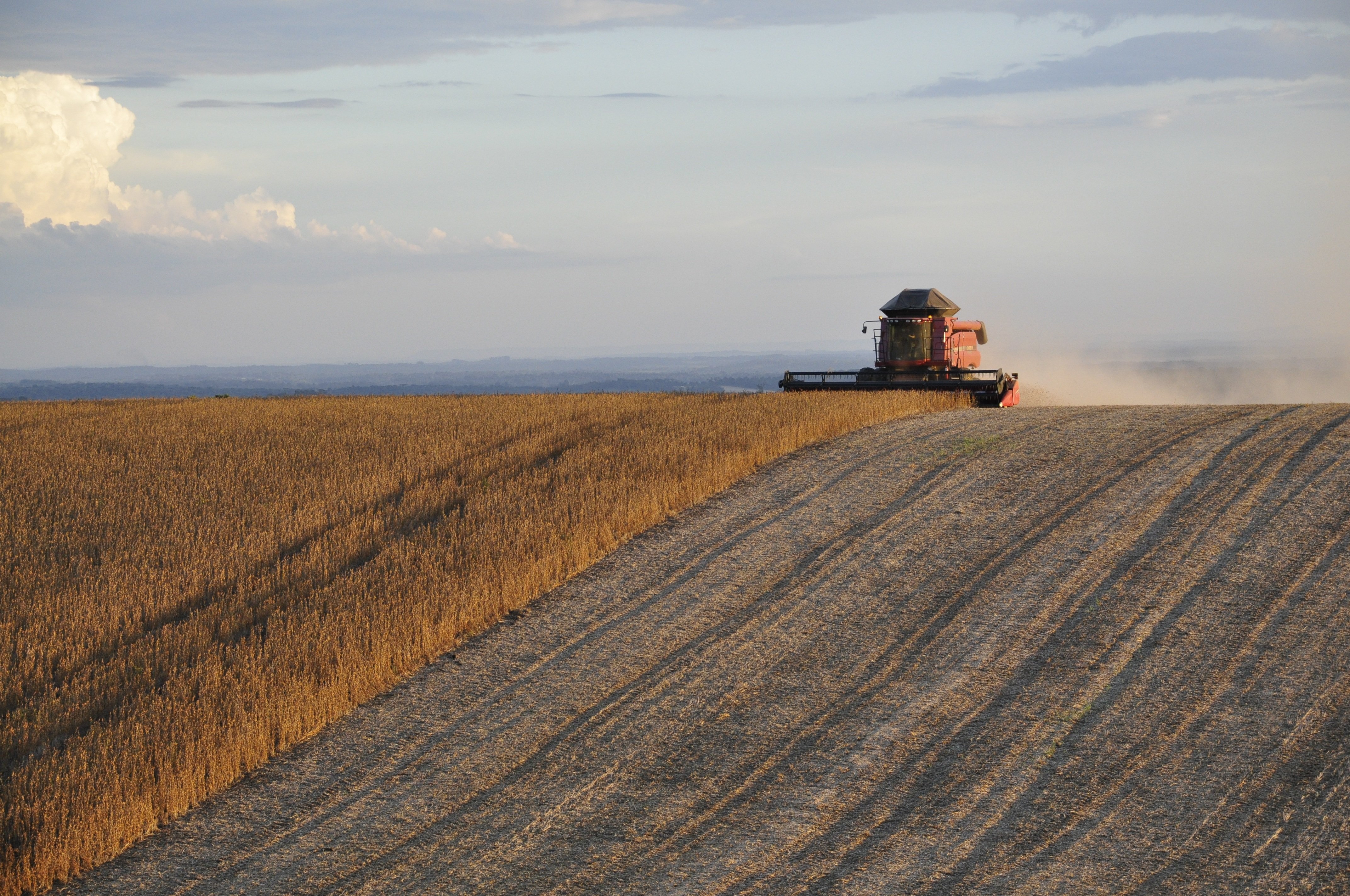 Brazilian harvest